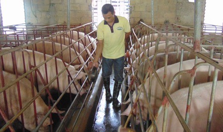 Người vay vốn nuôi lợn được ngân hàng gỡ khó NHCSXH sẽ gia hạn nợ cho khách hàng vay vốn đầu tư chăn nuôi lợn