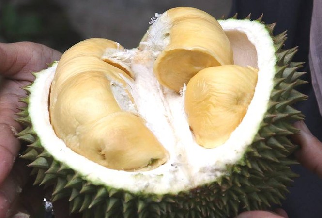 500 người hoảng loạn sơ tán vì một quả sầu riêng Ảnh minh họa