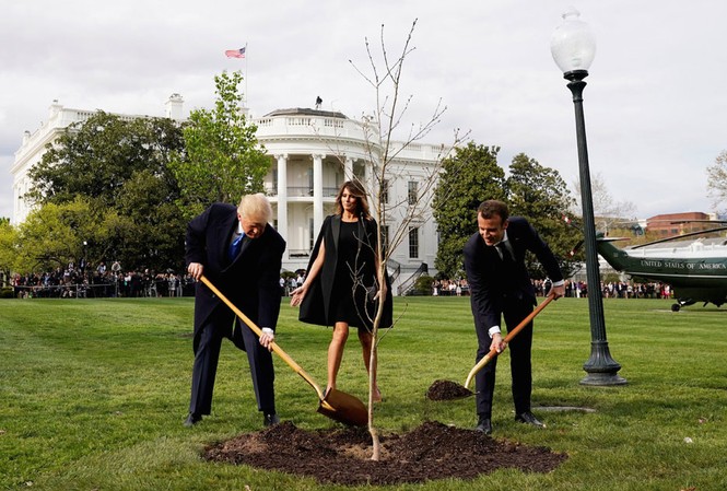 Hành tung bí ẩn của cây sồi ông Trump – Macron trồng ở Nhà Trắng Ảnh: Reuters