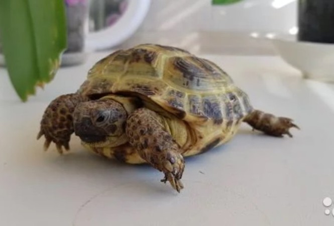 ‘Ninja rùa’ được rao bán hơn 1 tỉ đồng vì biết dự đoán bóng đá Chú rùa Donatello. Ảnh: Alexei