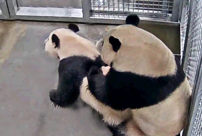 Gấu trúc chịu ‘mây mưa’ sau 2 năm chung sống, sở thú vỡ òa sung sướng Ảnh: Facebook sở thú Ouwehands Dierenpark
