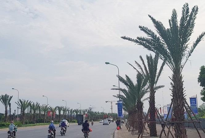 Dừng cắt cỏ, Hà Nội trồng cây to suốt dọc Đại lộ Thăng Long Dừng cắt cỏ, Hà Nội trồng cây to suốt dọc Đại lộ Thăng Long