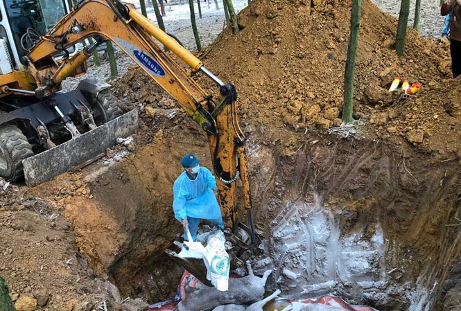 Dịch tả lợn châu Phi tiếp tục lan ra 9 tỉnh, thành Tiêu hủy lợn mắc bệnh dịch tả lợn châu Phi ở huyện Lương Sơn, Hòa Bình (Ảnh: Báo Hòa Bình)