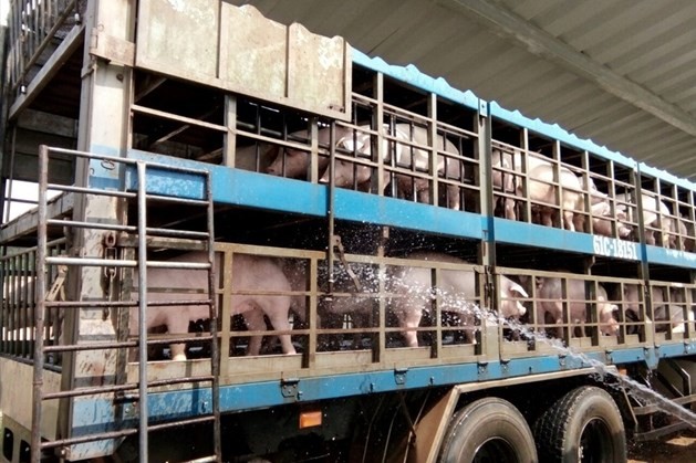 Tạm đình chỉ 2 cán bộ thú y vì cấp giấy kiểm dịch “trên ngọn” Tuyên Quang tạm đình chỉ công tác với 2 cán bộ thú y do không kiểm dịch "trên ngọn" mà không phải từ nơi xuất bán, để chủ hàng lợi dụng để vận chuyển lợn có dịch bệnh đi nơi khác tiêu thụ.