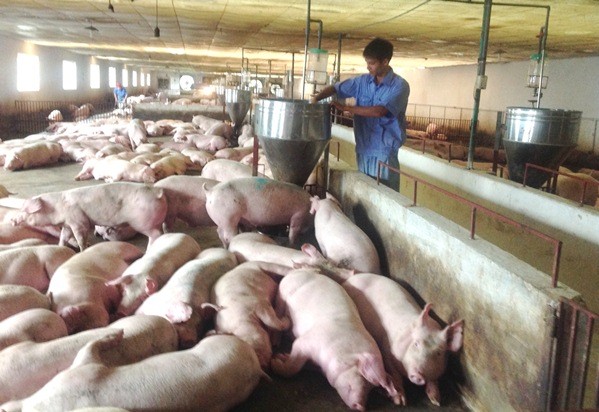 Doanh nghiệp là 'hạt nhân' trong quá trình tái đàn Theo Bộ trưởng NN&PTNT Nguyễn Xuân Cường, doanh nghiệp phải đóng vai trò dẫn dắt về giá, quá trình tái đàn đàn lợn cả nước