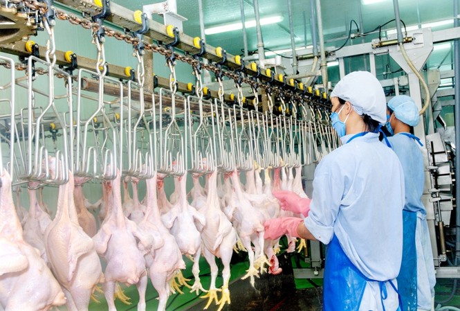 Trong 'bão' dịch tả lợn châu Phi: Việt Nam có bao nhiêu vùng an toàn dịch bệnh? Do tiềm năng xuất khẩu vào thị trường Nhật Bản rất lớn nên một số công ty đã có kế hoạch xây dựng thêm nhà máy giết mổ, chế biến gia cầm với quy mô và công suất lớn hơn để xuất vào thị trường này.
