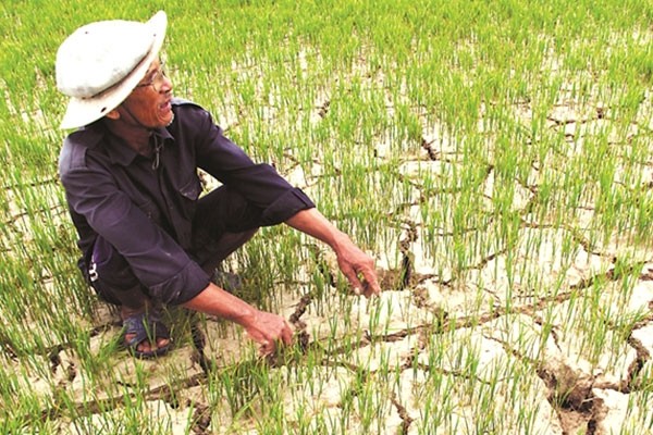 Thủ tướng yêu cầu khẩn cấp ứng phó với hạn mặn, thiếu nước Thủ tướng chỉ đạo các địa phương chủ động chuyển đổi diện tích đất lúa không đảm bảo nước tưới sang cây trồng cạn có hiệu quả cao hơn.