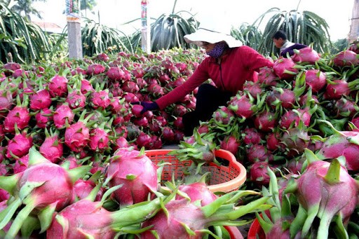 Xuất khẩu nông, lâm, thủy sản tháng đầu năm hụt hơi trong dịch corona Thanh long là mặt hàng chịu tác động lớn nhất tại thị trường Trung Quốc do dịch virus corona.