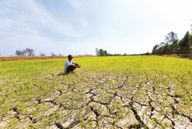 Hạn mặn gây thiệt hại 43.500 ha cây trồng ĐBSCL Hạn mặn gây thiệt hại 43.500 ha cây trồng ĐBSCL