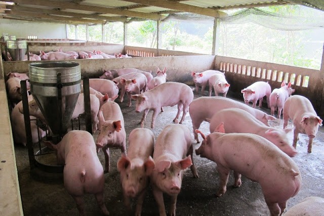 Bộ NN&PTNT đề nghị các DN chăn nuôi lợn giảm giá lợn lợn xuống bình quân còn 70.000 đồng/kg từ 1/4/2020.