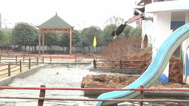 Trang trại bắt lợn chơi thể thao để thịt thơm ngon Những chú lợn được nhảy cầu tập bơi để tăng chất lượng thịt.