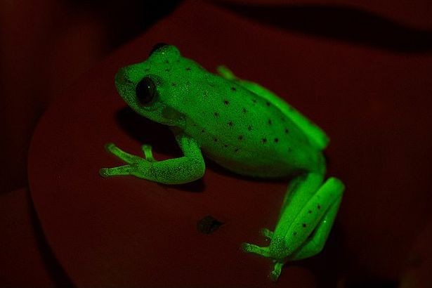 Phát hiện loài ếch phát sáng như bóng đèn neon đầu tiên trên thế giới Loài ếch huỳnh quang đầu tiên trên thế giới mới được phát hiện ở Argentina và Brazil