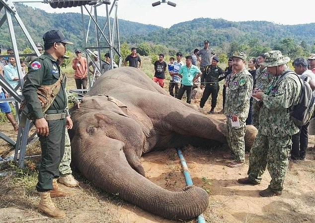 Campuchia: Cột điện đổ giật chết voi quý hiếm Con voi quý hiếm nặng 3 tấn bị điện giật chết ở Campuchia.
