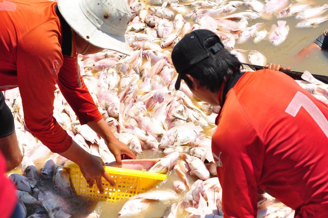 Nước nơi cá chết hàng loạt trên sông La Nga ô nhiễm vượt giới hạn Nước nơi cá chết hàng loạt trên sông La Nga ô nhiễm vượt giới hạn