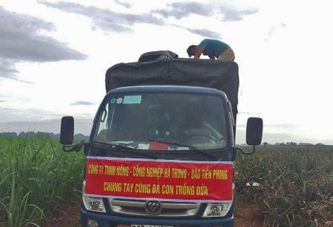 Tiền Phong hỗ trợ tiêu thụ dứa cho nông dân Thanh Hoá Thu mua dứa cho nông dân tại Nông trường Hà Trung để vận chuyển ra Hà Nội