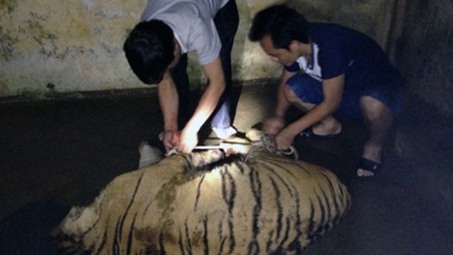 Bị công an phát hiện, bỏ “chúa sơn lâm” tháo chạy thoát thân Bị công an phát hiện, bỏ “chúa sơn lâm” tháo chạy thoát thân