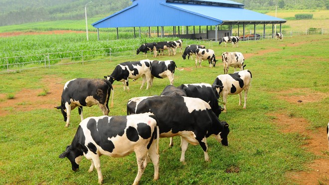 Trang trại bò sữa thứ 7 tại Hà Tĩnh của Vinamilk đi vào hoạt động Hệ thống trang trại bò sữa Vinamilk với toàn bộ bò giống cao sản nhập khẩu từ Mỹ, Úc và New Zealand, cùng hệ thống các nhà máy chuẩn quốc tế trải dài khắp Việt Nam giúp Vinamilk luôn đảm bảo việc nguồn sữa tươi nguyên liệu từ các trang trại được vận chuyể