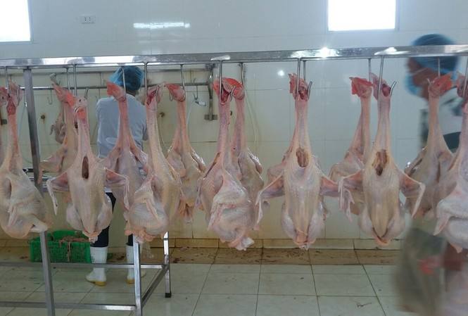Hiệu quả từ mô hình sản xuất khép kín được dự án LIFSAP hỗ trợ Hiệu quả từ mô hình sản xuất khép kín được dự án LIFSAP hỗ trợ