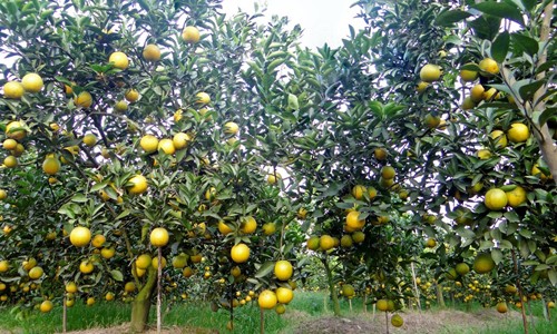 Cam Hưng Yên nức tiếng hội tụ ở Ecopark Hưng Yên là một trong những vựa cam lớn nhất của miền Bắc