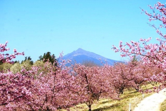Tỉnh Ibaraki - Thiên đường hoa bốn mùa Kawazu Sakura, giữa tháng 2 - giữa tháng 3