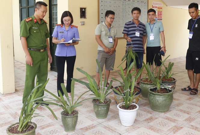 Các chậu lan quý bị trộm được công an thu hồi - Ảnh: Hoàng Long