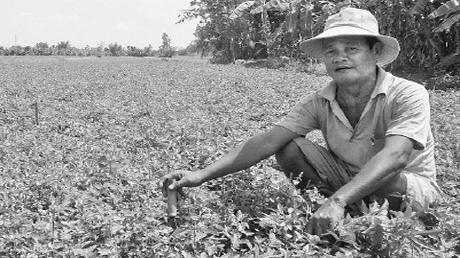 Bỏ mía trồng sương sáo bán sang Trung Quốc Ông Đặng Văn Triều bên ruộng sương sáo mới phá mía để trồng. ẢNH: HÒA HỘI