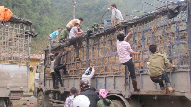 Cò mồi, xin đểu, mót dưa Nhiều người dân trèo lên xe ô tô để mót dưa. Ảnh: Duy Chiến