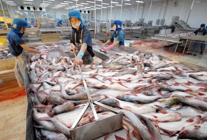 Tập trung cứu cá tra Có doanh nghiệp đang nợ của người nuôi cá hàng trăm tỷ đồng. Ảnh minh họa