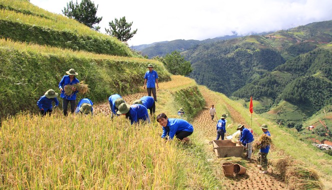 Dấn thân vào hè Thanh niên tình nguyện giúp bà con huyện Mù Cang Chải (Yên Bái) thu hoạch lúa. Ảnh: Trường Phong