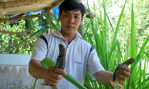 Kỹ sư công nghệ kiếm bạc tỷ từ kỳ nhông, kỳ đà Nguyễn Thanh Tuấn khoe cặp kỳ nhông giống tại trang trại của anh. Ảnh: Người Lao Động