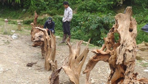 Nghề săn gốc cây cổ thụ ở Sapa Những gốc cây này được bày bán ngay trên đường để bán cho du khách lên Sapa du lịch.
