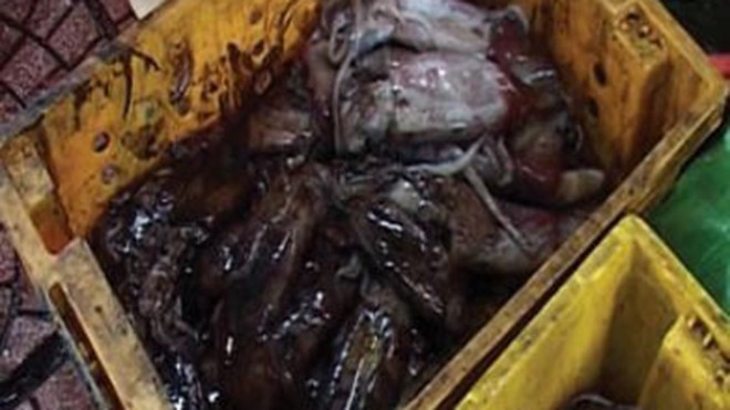 Mực lạ giá rẻ 15.000 đồng/kg từ đâu ra? Mực giá rẻ được bày bán ở chợ Bến Ngự.