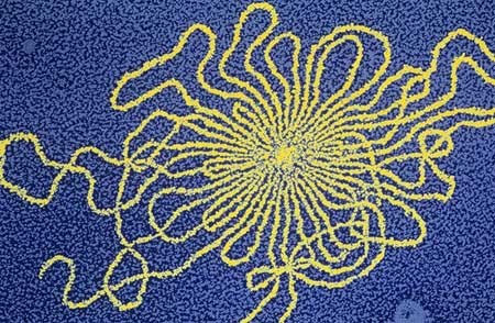 Phát hiện virus lạ ẩn náu trong cơ thể 1/2 loài người Phát hiện virus lạ ẩn náu trong cơ thể 1/2 loài người