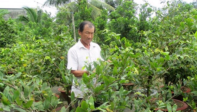 “Hái ra tiền” nhờ dịch vụ chăm sóc cây cảnh Tết Nghệ nhân Nguyễn Văn Dưỡng đang tạo dáng, chăm sóc mai.