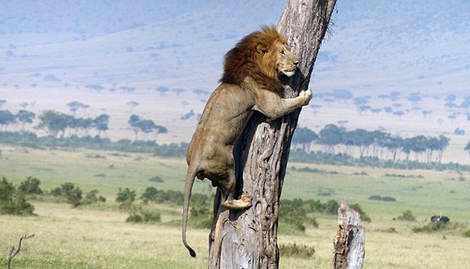Sửng sốt chứng kiến sư tử leo cây trốn đàn trâu hung dữ Cảnh tượng sư tử leo cây để chạy trốn đàn trâu, khiến nhiều người không khỏi sưng sốt.
