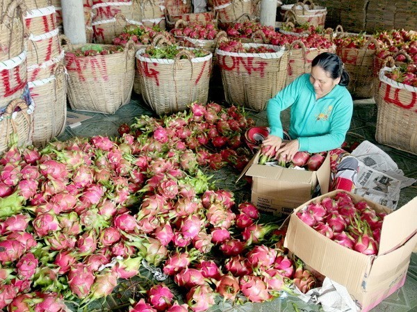 Giá thanh long ruột trắng thấp kỷ lục do... được mùa Bộ NN&PTNT cho biết, giá thanh long ruột trắng đang thấp nhất từ trước đến nay. Ảnh: TTXVN.