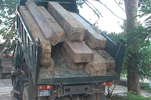 Lâm tặc mở 4km đường rừng để chuyển gỗ lậu ở Quảng Trị Số gỗ lậu tang vật. Ảnh: Uyên Nhi.