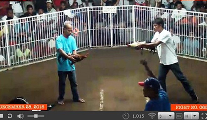 Xâm nhập công nghệ đá gà trực tuyến: Sới bạc trá hình Một độ gà được truyền trực tiếp từ Campuchia về.