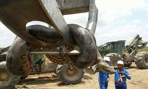 Kinh hãi phát hiện xác trăn khổng lồ nặng nửa tấn Con trăn có kích thước khổng lồ. Ảnh: Imgur.