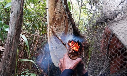 Nghề săn mật ong rừng U Minh Hạ Xơ dừa được đốt lên để xua đuổi đàn ong. Ảnh: Phúc Hưng.
