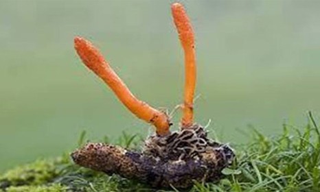 Đông trùng Hạ thảo – Cú lừa ngoạn mục?! Đông trùng Hạ thảo loại Cordyseps militaris (Nhộng trùng thảo).