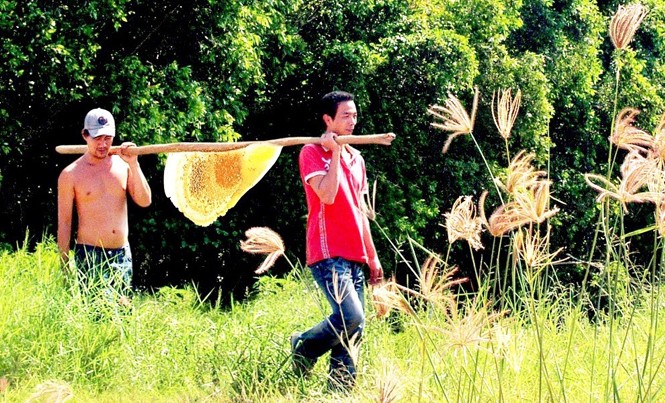Đề nghị xử lý thông tin sai lệch về mật ong Cà Mau Nghề gác kèo ong thu hoạch mất ong tự nhiên của người dân U Minh Hạ.