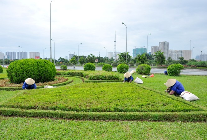 Giật mình với mức lương của công nhân cắt cỏ trên Đại lộ Thăng Long Nhóm công nhân đang làm cỏ, chăm sóc cây tại các vườn hoa trên dải phân cách đường Đại lộ Thăng Long.
