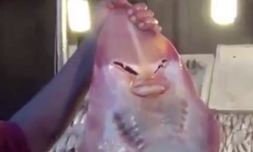 Lạ kỳ cá mập mặt người sa lưới ngư dân Con cá mập hiếm gặp có các bộ phận trông giống mắt, mũi, miệng của con người. Ảnh: CEN.