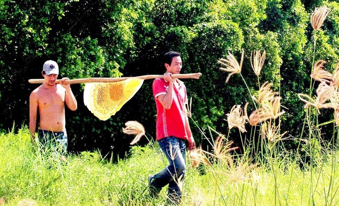 Xử phạt 20 triệu đồng do thông tin sai về mật ong Cà Mau Nghề “ăn ong” của hàng ngàn hộ dân sống nghề rừng U Minh.