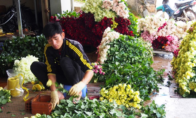 Giá hoa Đà Lạt tăng cao dịp lễ 20/10 Hối hả đóng gói hoa hồng cho dịp lễ.