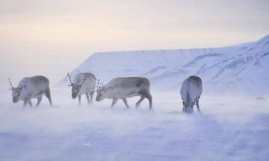 Tuần lộc Bắc Cực ngày càng còi cọc Tuần lộc ăn cỏ trên chuỗi đảo Svalbard. Ảnh: PA.