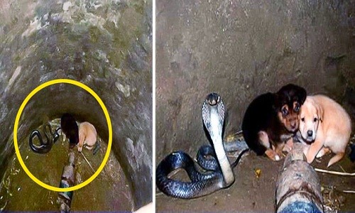 Hổ mang chúa bảo vệ đôi chó mắc kẹt hai ngày dưới giếng sâu Rắn hổ mang chúa ở cùng hai chú cún con dưới đáy giếng. Ảnh: Bright Side.