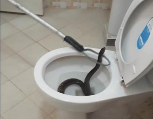 Kinh hãi rắn chui lên từ... bồn cầu nhà vệ sinh Nhân viên bắt rắn dùng dụng cụ chuyên dụng để bắt giữ con rắn chui lên từ dưới bồn cầu.