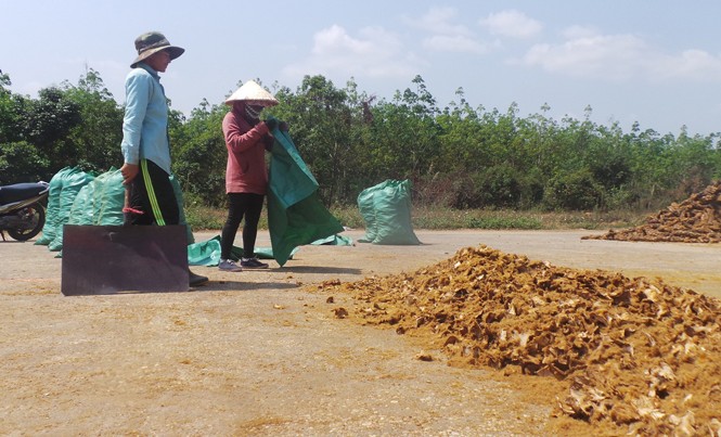 Đổ xô vào rừng khai thác cây cu li kiểu tận diệt Cây cu li được thương lái thu mua bán sang Trung Quốc.